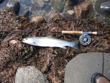 Triangular fish Triangular fish