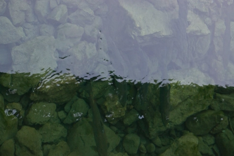 School of salmon School of salmon