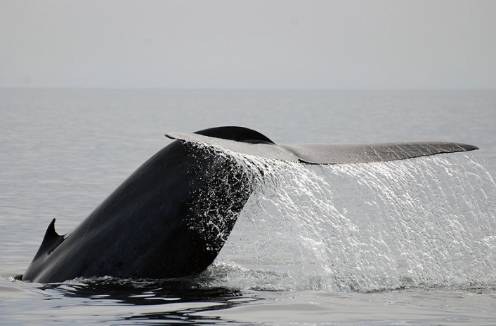 Whale Tail Whale Tail