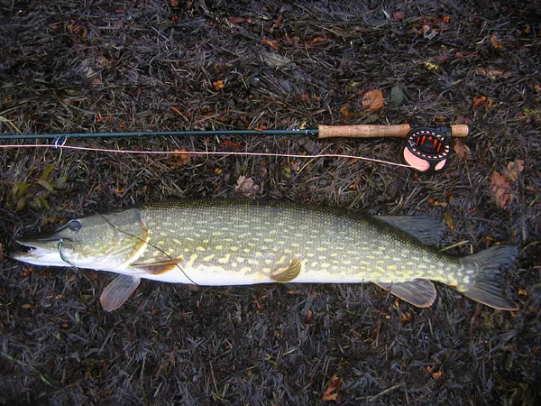 Steady now... - This huge pike - an estimated 110 centimetres or 43.3 inches - had to be photographed, and since I was alone a soft cushion of sea weed was my only way out. Luckily the pike was quite calm. Pike are very robust and can endure quite a rough handling and several minutes out of water.
